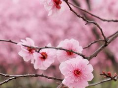 -白塘生态植物园