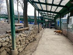 -宫城藏王狐狸村