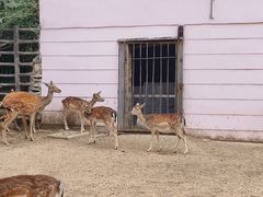 -青藏高原野生动物园