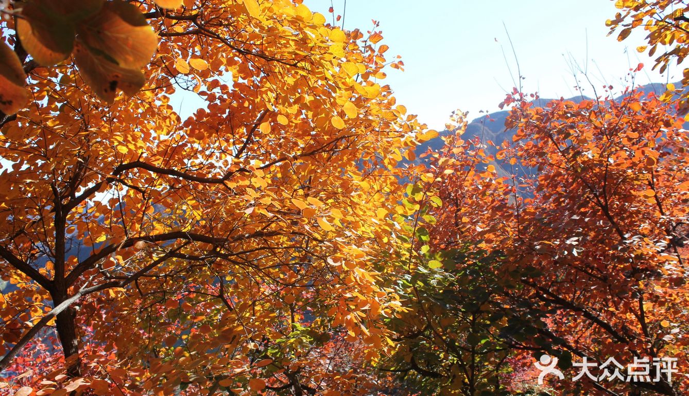 去坡峰岭的☕坡峰·咖啡沉浸赏秋