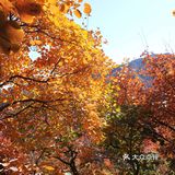 去坡峰岭的☕坡峰·咖啡沉浸赏秋