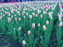 -长春公园(普阳街道)