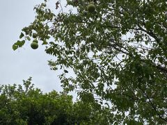 -广州神农草堂中医药博物馆