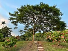 -中国科学院西双版纳热带植物园