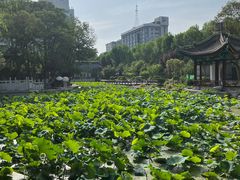 -莲湖公园
