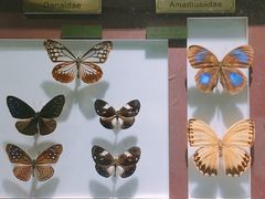 -上海昆虫博物馆