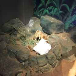 -未来动物城动物主题公园(大悦城店)