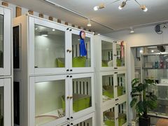 -青奢宠物·青奢猫舍