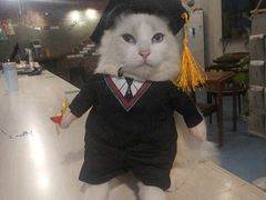 -猫色咖啡·猫咖
