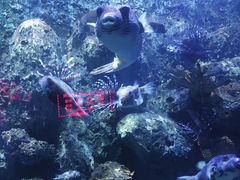 -左海海底世界