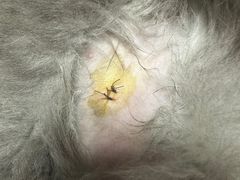 -贝利宠物医院·骨科·眼科·肿瘤转诊中心(南坪诊疗中心)