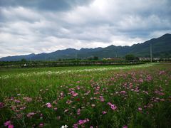 -曲江薰衣草庄园