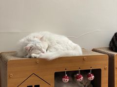 -有猫主题·治愈系猫咖(曾厝垵店)