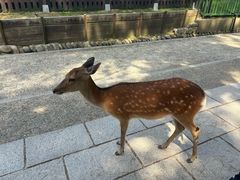 -奈良公园