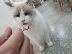 -共舞时光猫咖·狗咖(新街口店)