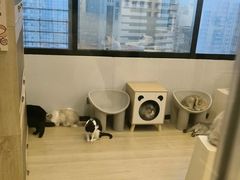 -有喵·猫咖·狗咖·30几只猫10只小狗(岗厦店)
