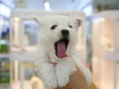 -翊宠yipet猫狗购宠庄园