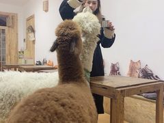 -猫色咖啡·猫咖