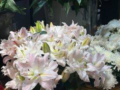 -沪花拾者(好再来花卉鲜花店)