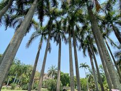 -中国科学院西双版纳热带植物园