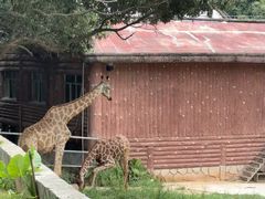 -深圳野生动物园