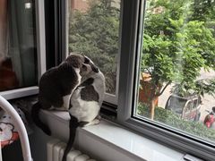 -猫十亿·布偶金渐层·曼基康矮脚猫舍(青年路店)