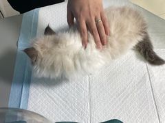 -福州肆爪动物医院