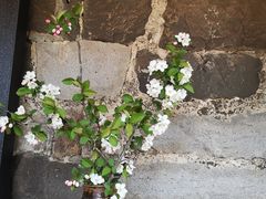-桑洲油菜花景区
