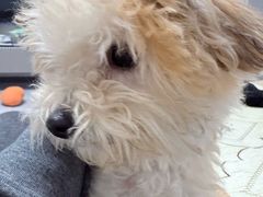 -帕帕拉兹宠物(亚洲旗舰店)