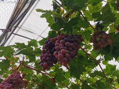 -金谷域澳洲庄园