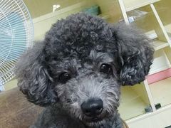 -宠物之家Pets Home 宠物寄养酒店