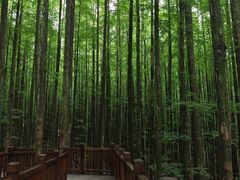 -山王坪喀斯特国家生态公园