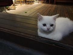-IFIF 如果花園(宽厚里店)