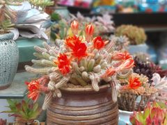 -平吉花卉市场