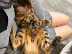 -楼上猫咖(罗湖店)