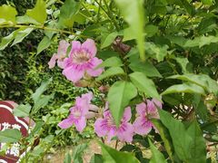 -东莞植物园