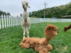 -大连铭湖国际观光牧场