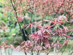 -第二外国语学院-韩国餐厅(朝阳路店)