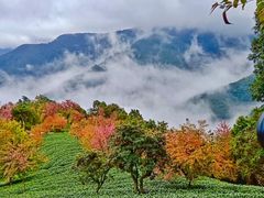 -无量山自然风景保护区