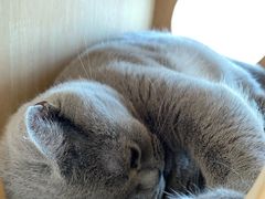 -Catmate·猫肥家润(金润铂宫店)