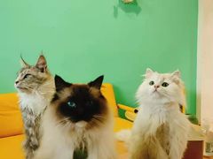 -猫在这儿猫咪咖啡馆·撸猫馆