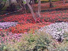 -松山湖梦幻百花洲