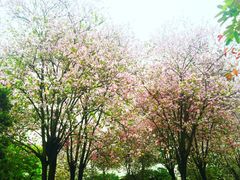 iphone_upload_pic-华南师范大学(广州大学城校区)