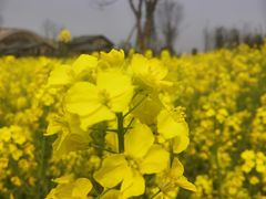 -中国天府农业博览园