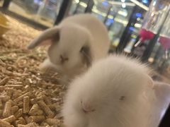 -宠物世家(仲盛世界商城店)