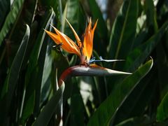 -墨尔本皇家植物园