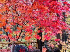 -关门山森林公园