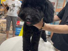 -帕帕拉兹宠物(亚洲旗舰店)