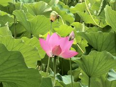 -莲湖公园