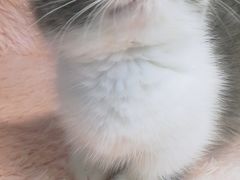-十年猫舍·猫咪专门店(普陀店)